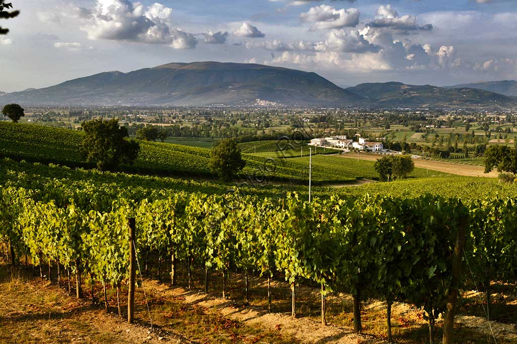 Veduta dei vigneti e della Cantina Arnaldo Caprai dove è prodotto il vino Sagrantino di Montefalco. Sullo sfondo il Monte Subasio e la cittadina di Spello.
