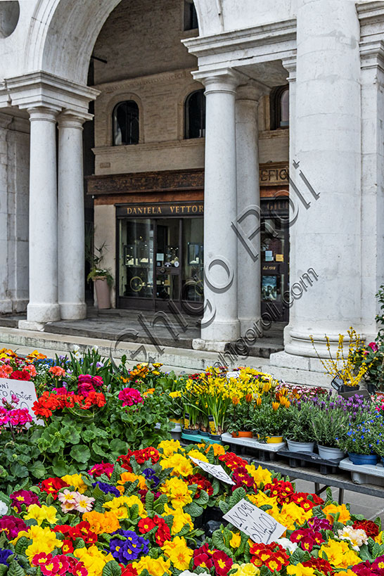 Vicenza, Piazza dei Signori: bancarella di fiori di fronte al portico della Basilica Palladiana, dove si intravvede la bottega orafa di Daniela Vettori.