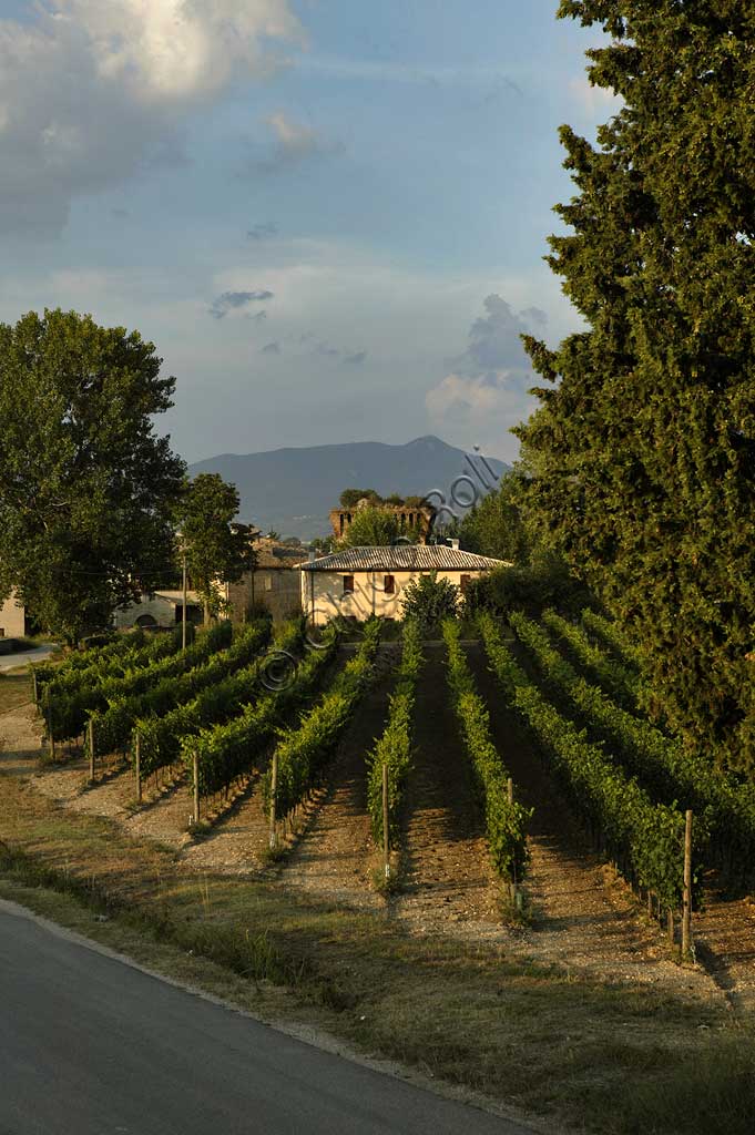 Vineyards of the Sagrantino wine of Montefalco in the Torre area.