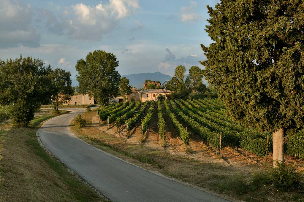 Vineyards of the Sagrantino wine of Montefalco in the Torre area.