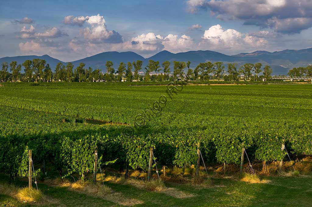Vineyards of the Sagrantino wine of Montefalco.