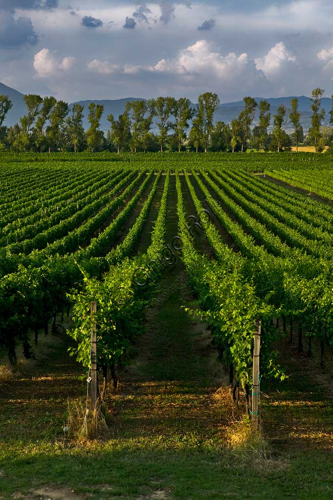 Vineyards of the Sagrantino wine of Montefalco.