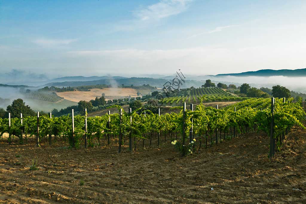 Vineyards near Saragano.