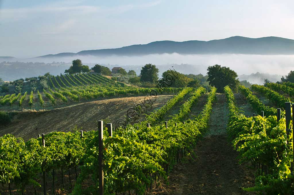 Vigneti nei pressi di Saragano.