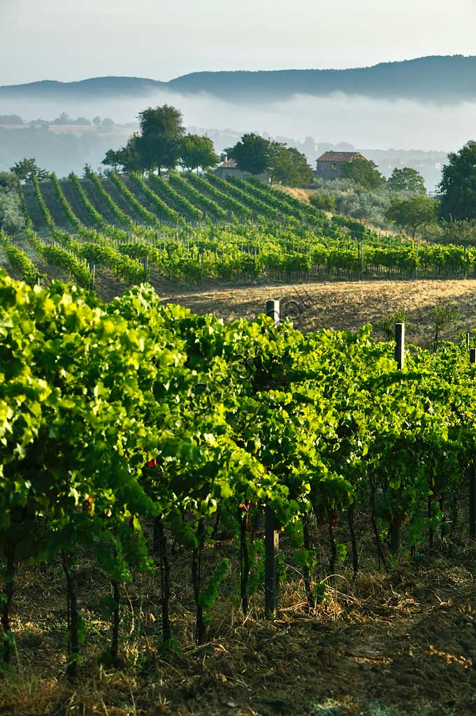 Vineyards near Saragano.